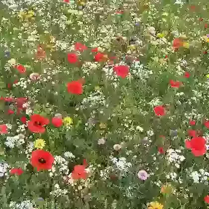Annual Pixie Mix